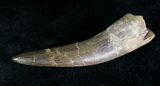 Large Fossil Plesiosaur Tooth #20155-3